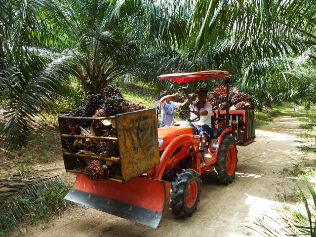 Im Hinterland werden Palm-Öl-Plantagen betrieben.